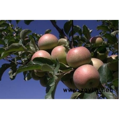 蒲县烟0号苹果苗推荐咨询