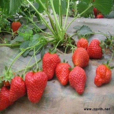 怀安红颜草莓苗种植技巧