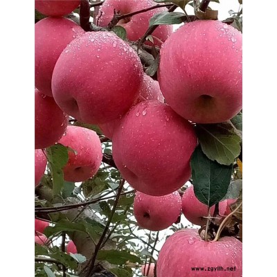 翼城美8苹果苗批发价格