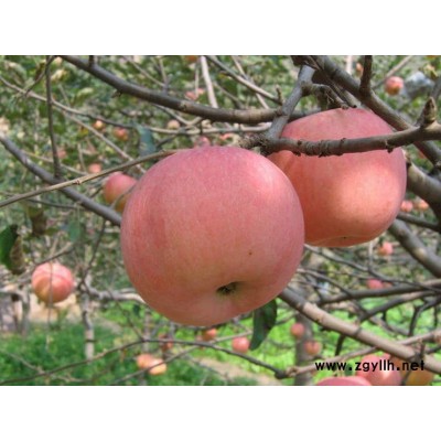 五河烟3号苹果苗保证技术