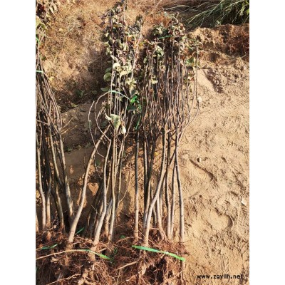 永寿烟3号苹果苗放心省心