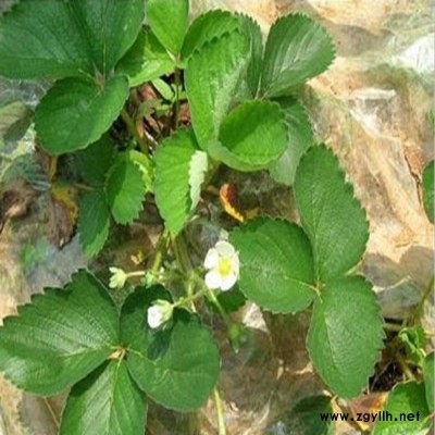 前郭尔圣诞红草莓苗当年挂果