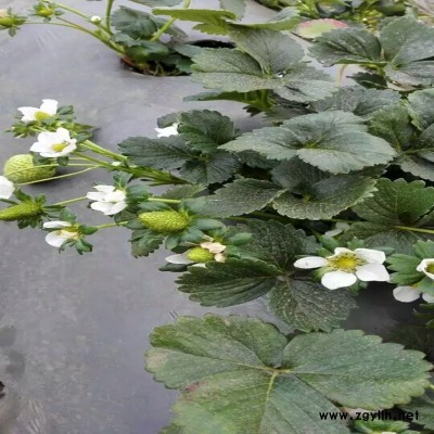 岚县生产草莓苗厂家价格