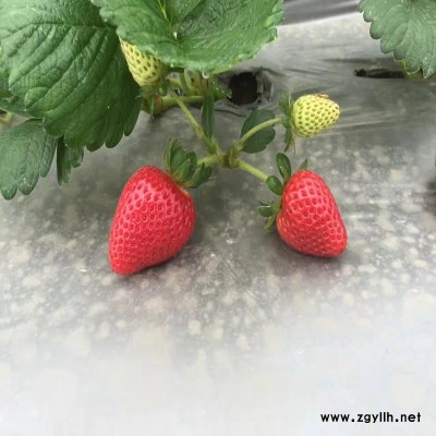 武夷山佐贺清香草莓苗图片大全