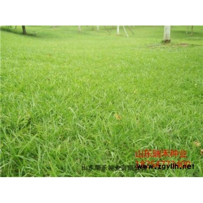 种植百慕大草坪种子价格公园