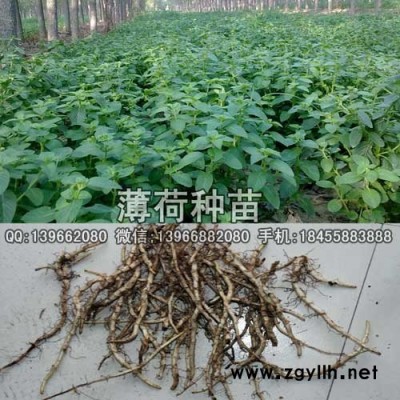 薄荷种苗,薄荷苗批发,大叶薄荷根芽子价格