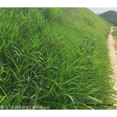 在杭州猪屎豆种子几月播种最好？