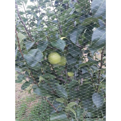 西双版纳哪里有金阳蜜3号梨苗,玉冠梨苗种植基地