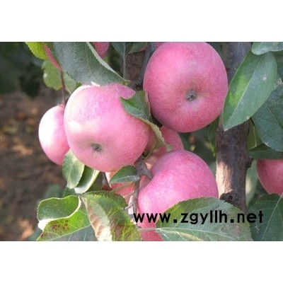 百色苹果小苗供应销售电话