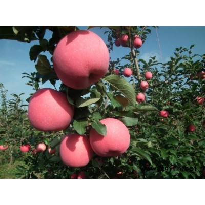 沈阳鲁丽苹果苗哪里有市场报价