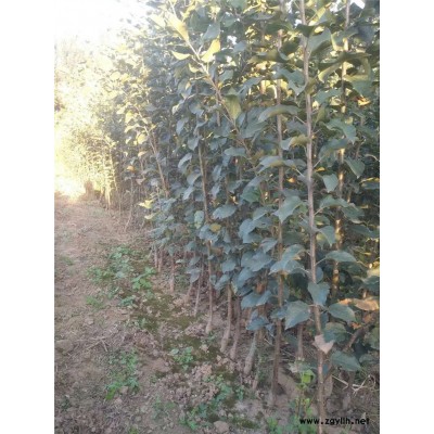 漯河高产苹果苗供应种植基地