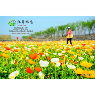 芥菜种子-牡丹种苗种子一般多少钱一斤-高发芽率