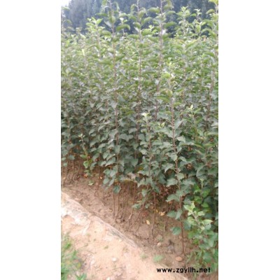 黔南M9t337苹果苗供应销售电话