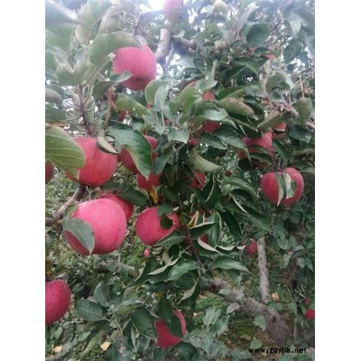 聊城苹果小苗报价种植基地