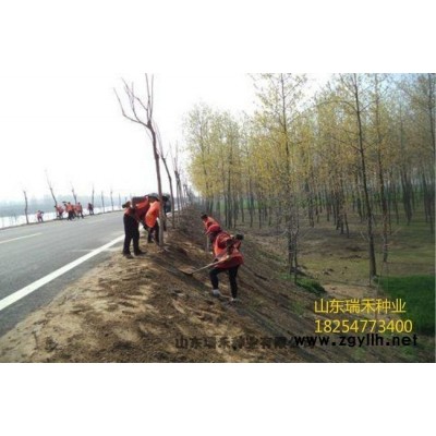 草坪种子有哪些优势狗牙根