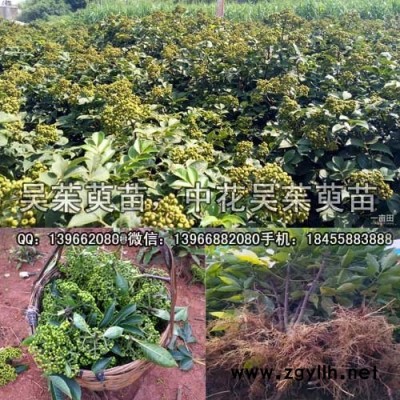 吴茱萸种苗,中花吴茱萸苗批发,吴茱萸扦插苗价格