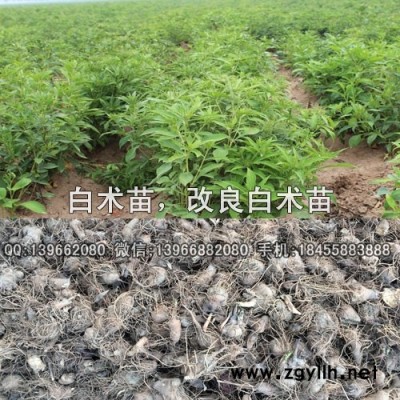 安国改良白术苗种植GAP基地,白术种苗价格批发厂家