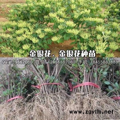 金银花种苗种植基地批发,四季木本金银花苗价格