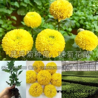 乒乓菊种苗,乒乓菊苗批发,乒乓球菊花扦插苗价格