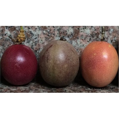 厦门百香果嫁接苗哪里买，厦门黄金百香果嫁接苗