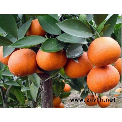 四川春见苗基地，四川春见苗价格，四川春见苗批发