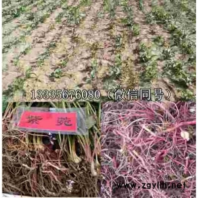 紫菀苗，紫菀种子种苗批发零售