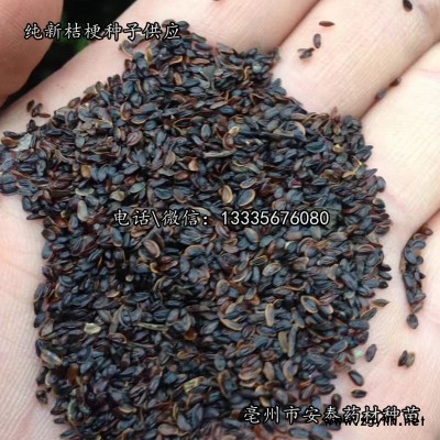 桔梗种子\桔梗种子价格\桔梗种子种植技术