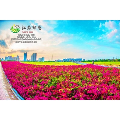 夏之梦波斯菊种子价格...高发芽率