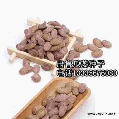 瓜蒌种子\瓜蒌种子价格\瓜蒌籽图片