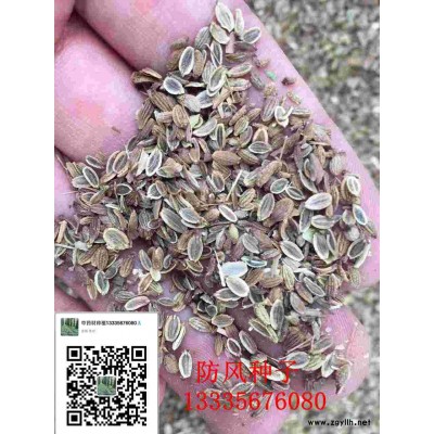 防风种子/防风苗/防风种苗批发