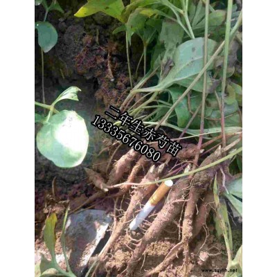 赤芍苗子今年价格