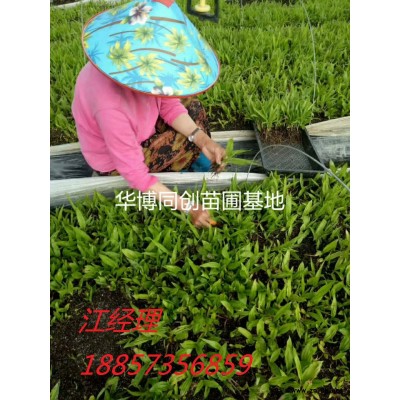 安徽白芨种植基地 市场好 需求高 先考察后合作