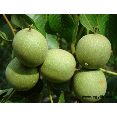 四川8518核桃苗，四川8518核桃苗价格