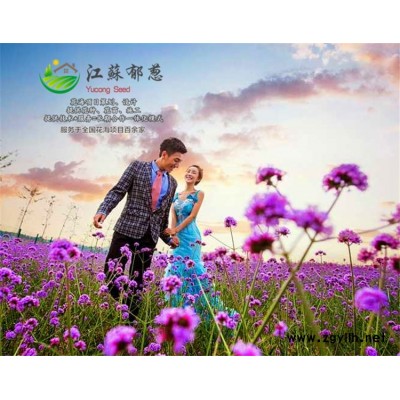 生石花种子-防风种子价格-认证企业