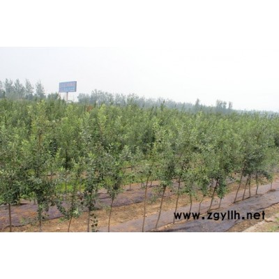 黔西M9t337苹果苗产量高怎么可以联系到