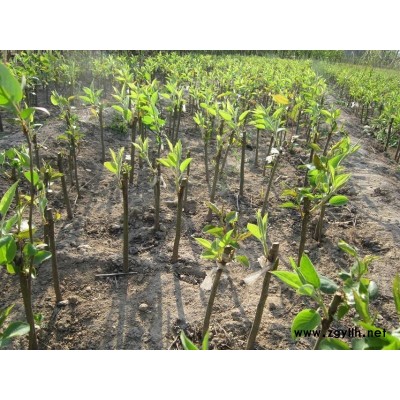 甘南哪里有夏玉梨苗,早红玉梨苗来源在哪里