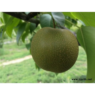 大兴安岭哪里有中梨1号梨苗,嫁接梨苗详细解读