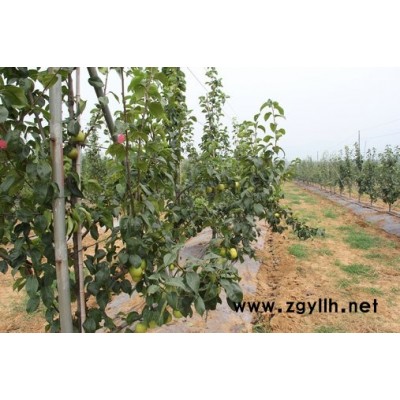 云浮哪里有金阳蜜4号梨苗,金阳蜜1号梨苗零售价