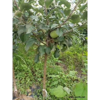 丽江易成活苹果苗哪里有推荐咨询