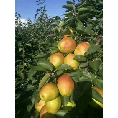 铜陵哪里有金阳蜜2号梨苗,金阳蜜6号梨苗基地