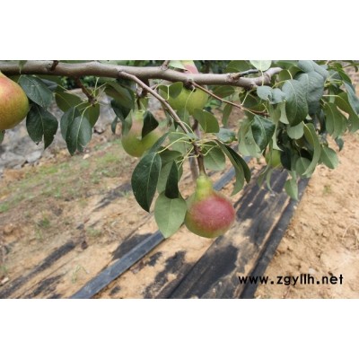 大连哪里有香水梨苗,红肉梨苗销售电话