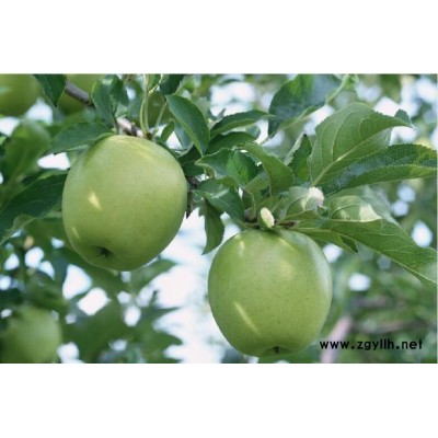 毕节苹果树苗产量高多少钱