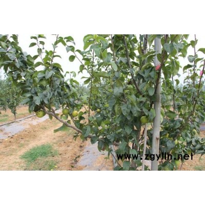 崇左哪里有意大利黑梨苗,早红考蜜斯梨苗价格一览表