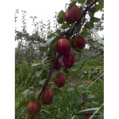 株洲哪里有梨树苗,翠冠梨苗优质商家