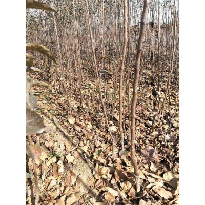 绵阳矮化苹果苗技术指导种植基地