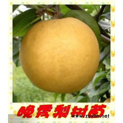 邵阳哪里有黄金梨苗,玉露香梨苗质量好