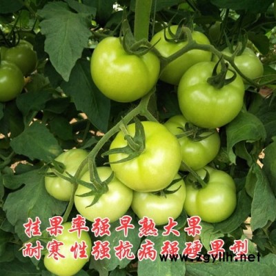 早熟硬粉大果番茄品种，金粉19早熟品种，荷兰进口精品番茄种子