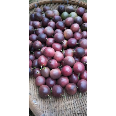 福建哪里买百香果苗，厦门哪里买百香果苗