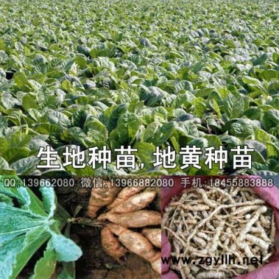 改良地黄种苗种植GAP基地,生地种苗价格批发厂家