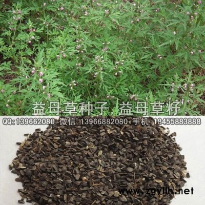 益母草种子种植基地批发,红花益母草籽价格